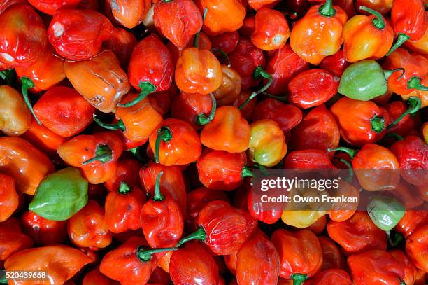 habanero peppers at market in washington, dc - habanero stock pictures, royalty-free photos & images