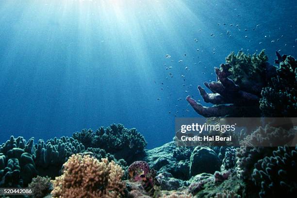 coral reef and sunshine - récif corallien photos et images de collection