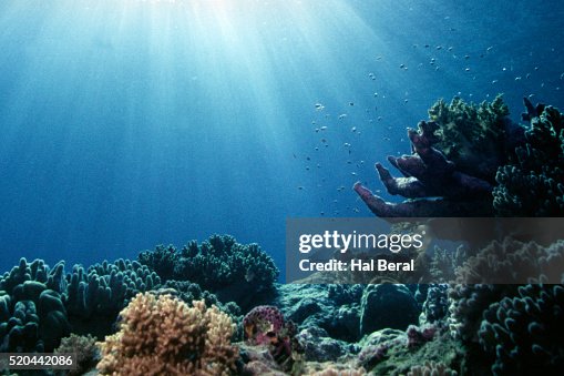 Coral Reef and Sunshine