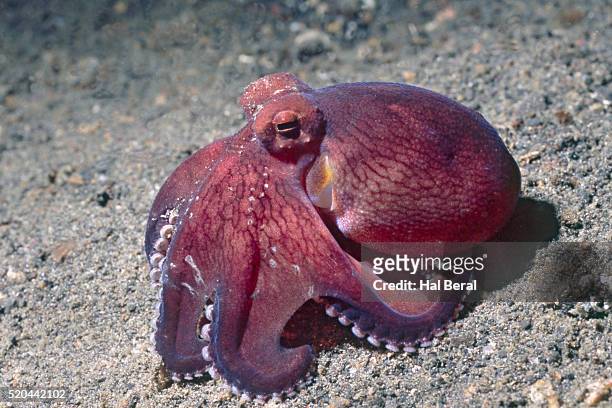 coconut shell octopus in lembeh straits - molusco invertebrado - fotografias e filmes do acervo
