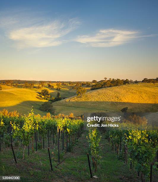 grape vines and rolling hills in the barossa valley - australian vinyards stock pictures, royalty-free photos & images