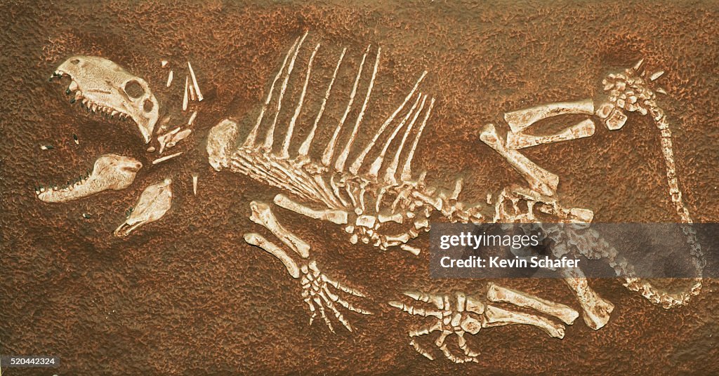 Pelycosaur fossil found in Texas