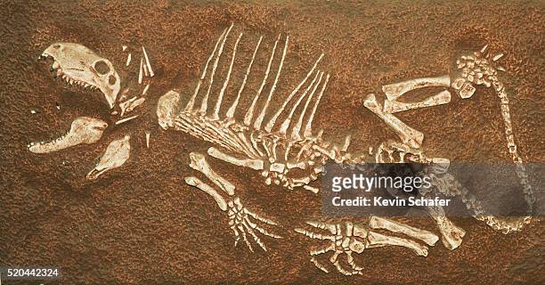 pelycosaur fossil found in texas - palaeontology 個照片及圖片檔