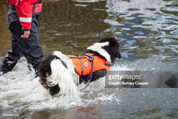 red cross water safety dog on lake windermere - perro de búsqueda y rescate fotografías e imágenes de stock
