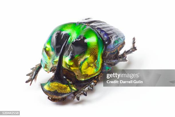 scarabidae beetle from mexico phanaeus mexicanus - horned beetle bildbanksfoton och bilder