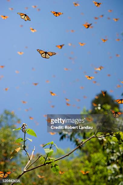 monarch butterfly preserve - monarchvlinder stockfoto's en -beelden