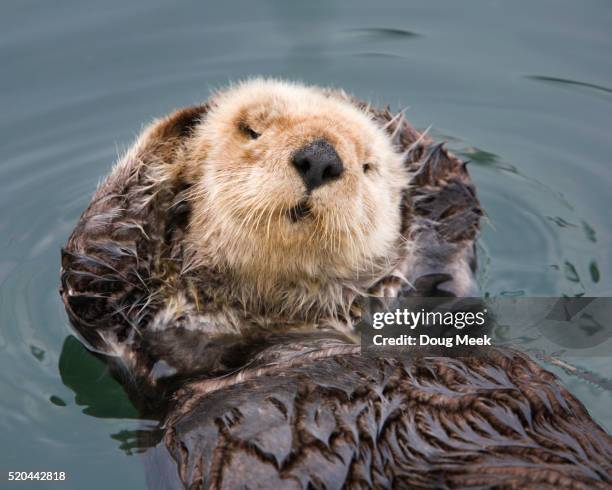 sea otter with flippers behind head - cute otter stock pictures, royalty-free photos & images