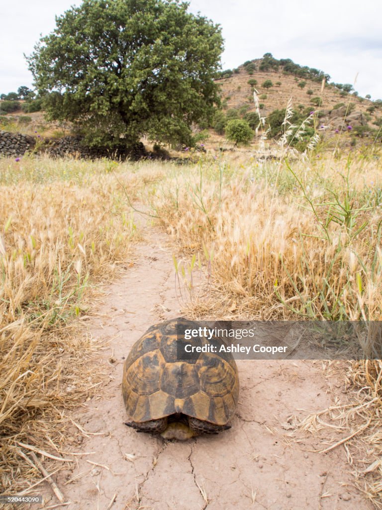 A Marginated Tortoise (Testudo marginata) on Lesvos, Greece