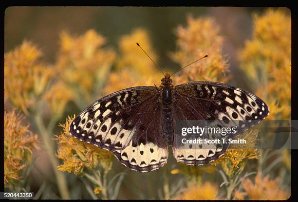 checkerspot butterfly on rabbit brush - rabbit brush stock-fotos und bilder