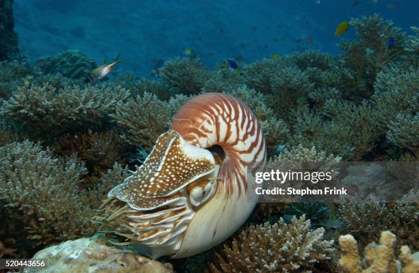 chambered nautilus swimming over coral reef - nautilus stockfoto's en -beelden