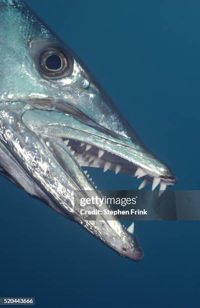 great barracuda with open mouth - barracuda stockfoto's en -beelden