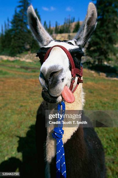 Pack Llama Sticking Out Tongue