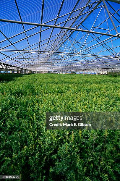trees growing in nursery greenhouse - mendocino county stock pictures, royalty-free photos & images