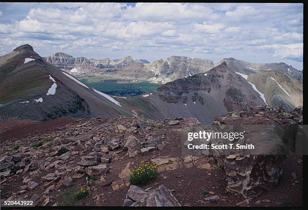 wildflowers near red knob pass - wasatch cache national forest stock pictures, royalty-free photos & images