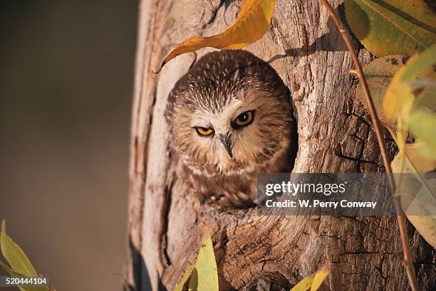 saw-whet owl in aspen tree - sägekauz stock-fotos und bilder