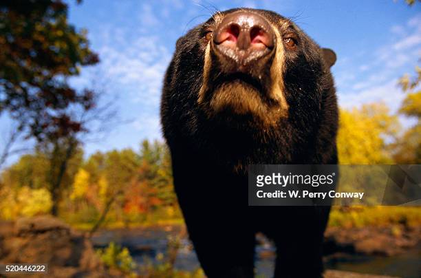 black bear nosing around - nosing around stock pictures, royalty-free photos & images