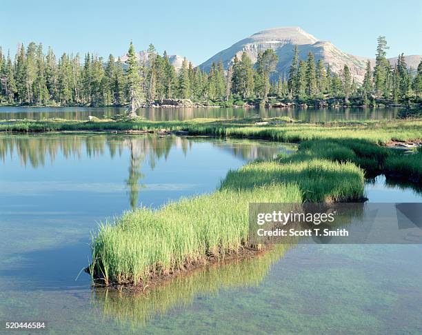 grassy peninsula in margo lake - high-uintas-wilderness stock pictures, royalty-free photos & images