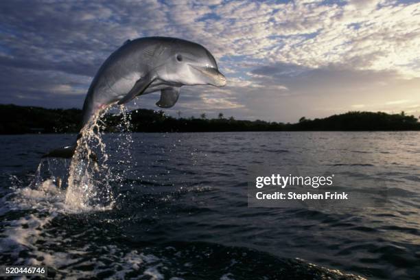 atlantic bottlenosed dolphin leaping - breaching stock pictures, royalty-free photos & images