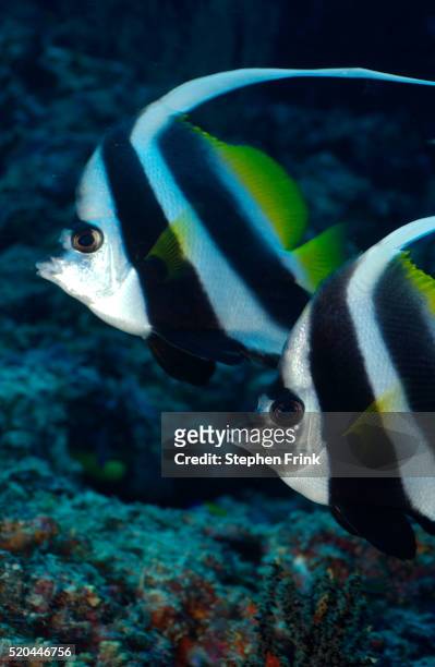 synchronized pair of bannerfish - longfin bannerfish stock-fotos und bilder