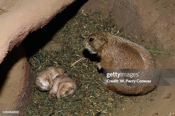 Co Sleeping Photos And Premium High Res Pictures Getty Images co-sleeping-photos-and-premium-high-res-pictures-getty-images
