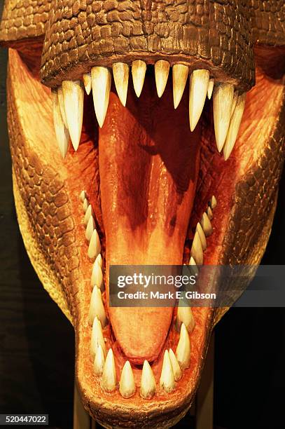 mouth and teeth of tyrannosaures rex - era mesozoica imagens e fotografias de stock
