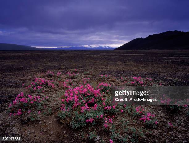 wildflowers near dyngjufjoll and kverkfjoll mountains - adelfilla enana fotografías e imágenes de stock