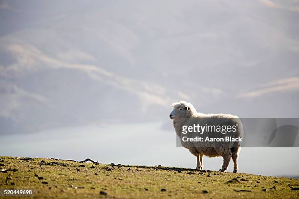 sheep above the town of akaroa, banks peninsula, new zealand - akaroa stock-fotos und bilder