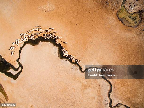 a herd of camels moving across the desert to drink water, aerial photograph - waterhole fotografías e imágenes de stock