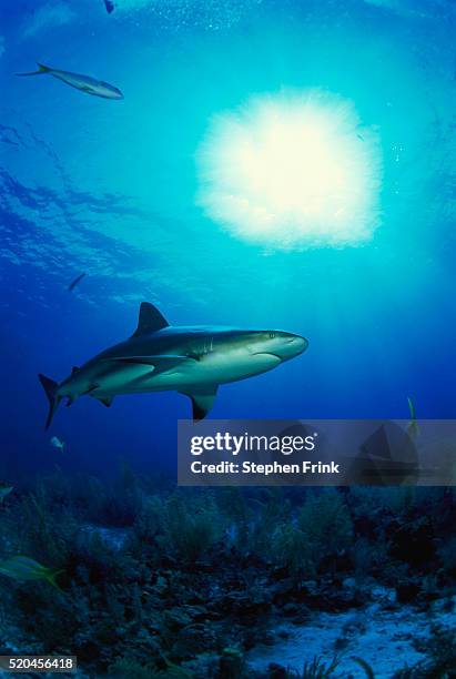 caribbean reef shark swims along coral reef, new providence island, bahamas, caribbean - caribbean reef shark imagens e fotografias de stock