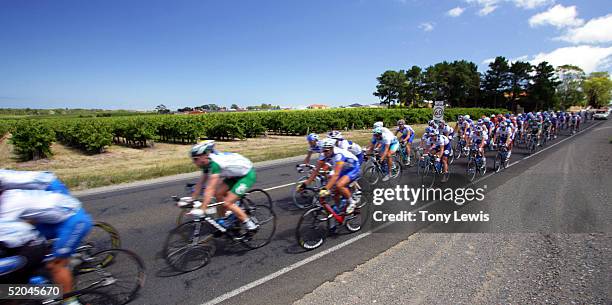 The peloton passes vineyards outside McLaren Vale in stage 5 of the Tour Down Under cycle race January 22, 2005 which is held over 6 days in and...