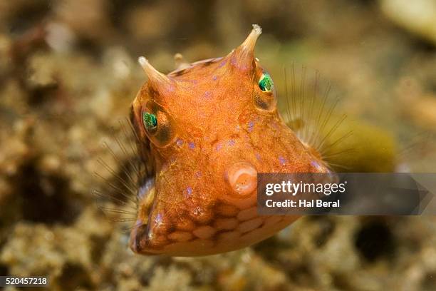 juvenile longhorn cowfish in lembeh straits - longhorn cowfish stock pictures, royalty-free photos & images