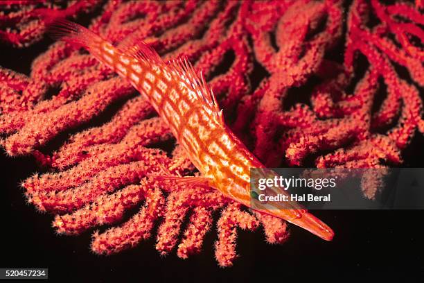 longnose hawkfish hides on sea fan - hawkfish stock-fotos und bilder