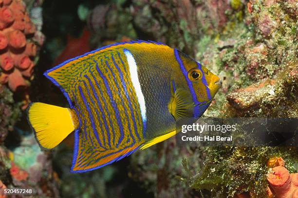 juvenile king angelfish - angelfish stock pictures, royalty-free photos & images