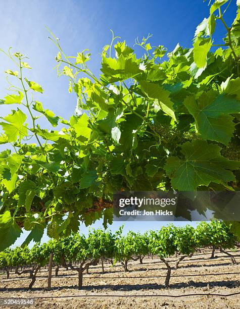 grape vines in barossa valley - barossa stock pictures, royalty-free photos & images