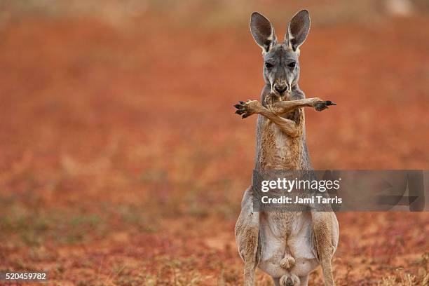 a red kangaroo joey standing up and crossing his arms over his chest - australisches buschland stock-fotos und bilder