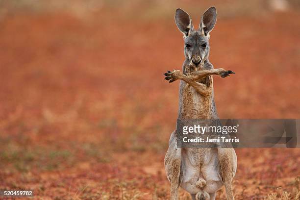 a red kangaroo joey standing up and crossing his arms over his chest - joey kangaroo photos et images de collection
