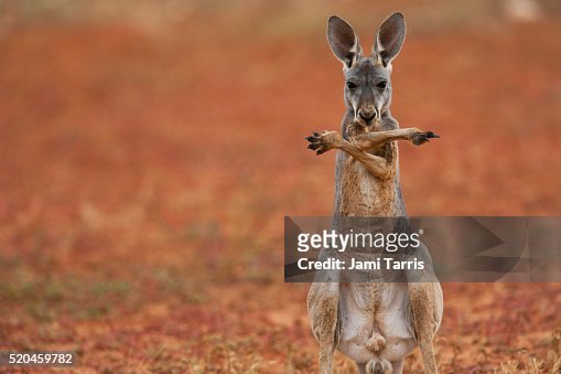 268 Funny Of Kangaroos Photos and Premium High Res Pictures - Getty Images