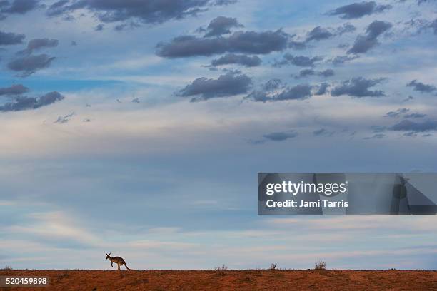 small silhouette of red kangaroo with dramatic sky - australian outback animals stock pictures, royalty-free photos & images