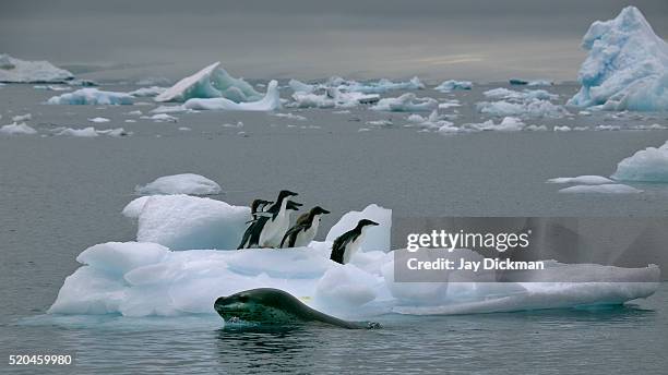 leopard seal moving in for kill - ヒョウアザラシ ストックフォトと画像