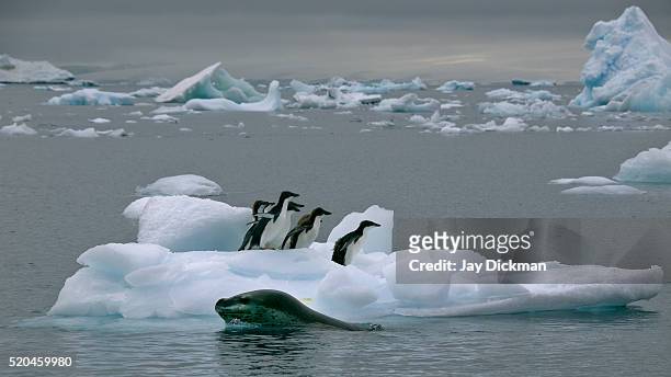 leopard seal moving in for kill - leopard seal stockfoto's en -beelden