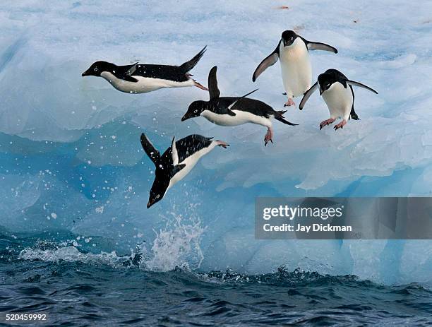 adelie penguins launching - five animals stock pictures, royalty-free photos & images