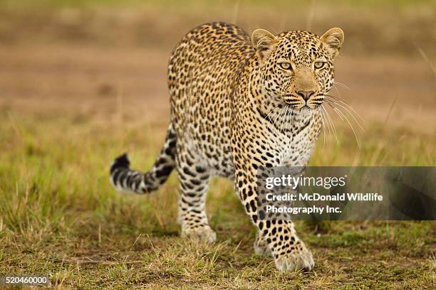 leopard - african leopard stock pictures, royalty-free photos & images