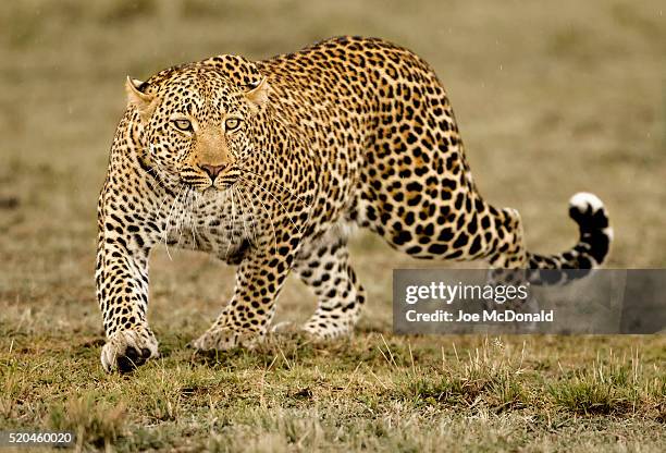 leopard - léopard photos et images de collection