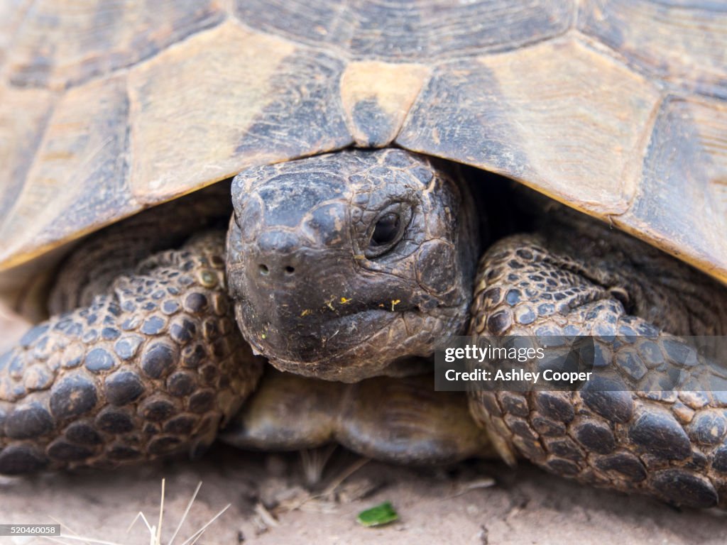 A Marginated Tortoise (Testudo marginata) on Lesvos, Greece