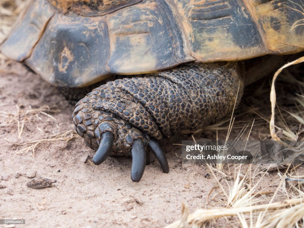 A Marginated Tortoise (Testudo marginata) on Lesvos, Greece