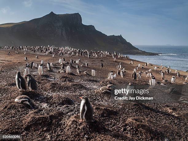 gentoo penguin colony on aitcho island - 半島 ストックフォトと画像