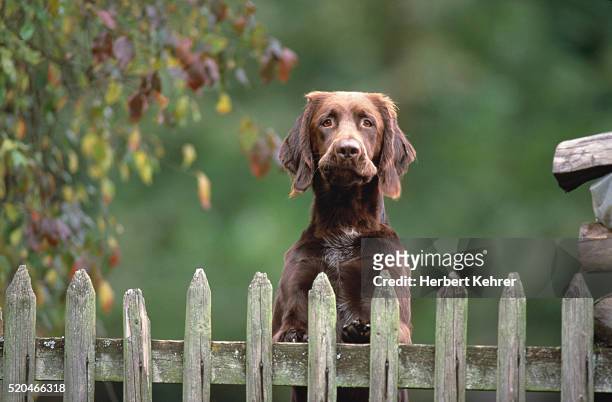 hanoverian hound looking over garden fence - looking over fence stock pictures, royalty-free photos & images