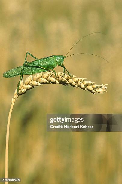 green grasshopper on ear of wheat - saltamontes fotografías e imágenes de stock