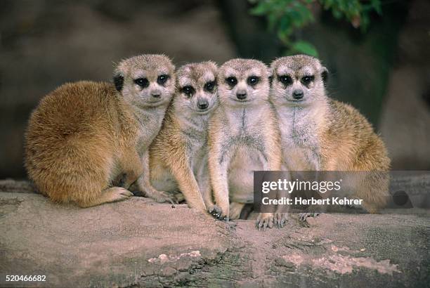 meerkats sitting on rock - マングース ストックフォトと画像