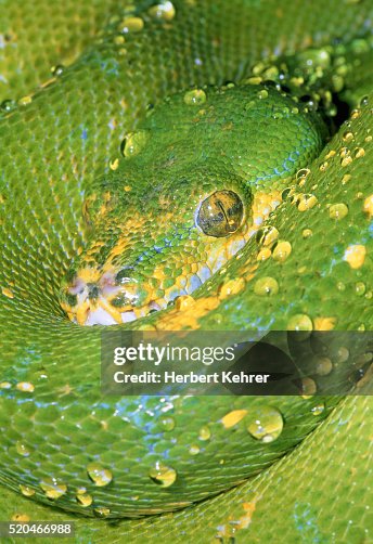 Green tree python Green tree python